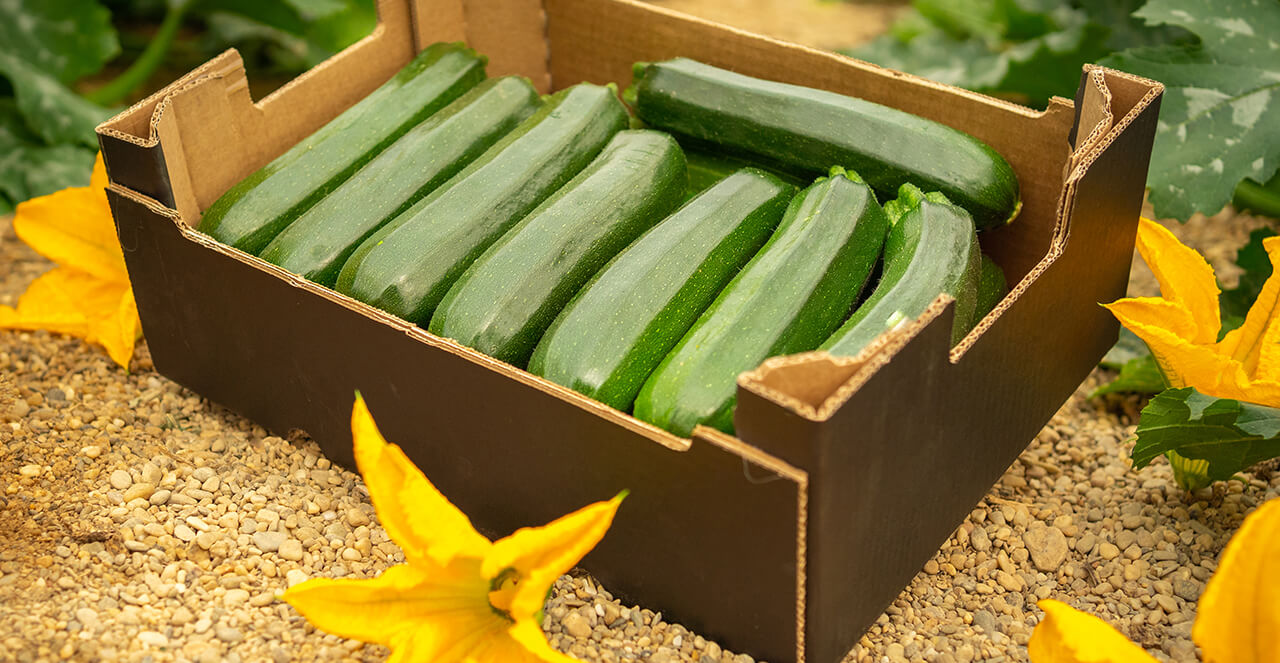 Caja de calabacines sobre grava, rodeada de flores de calabacín